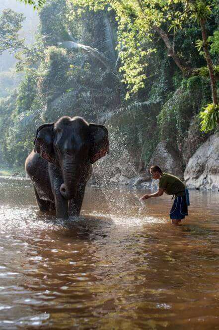 elephant sanctuary in Chiang Mai